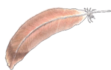 01 feather rotated 4